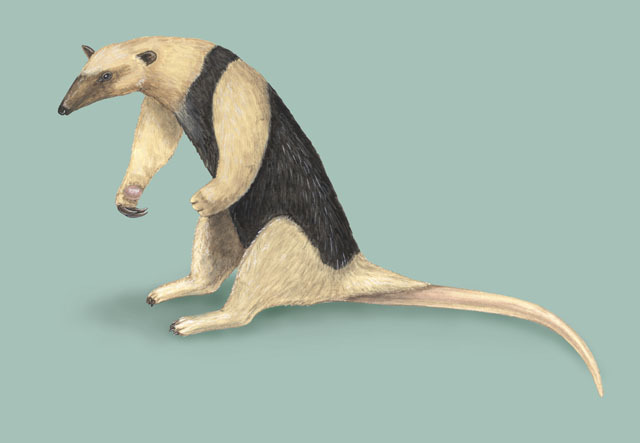 Southern Tamandua (Tamandua tetradactyla) in defensive posture