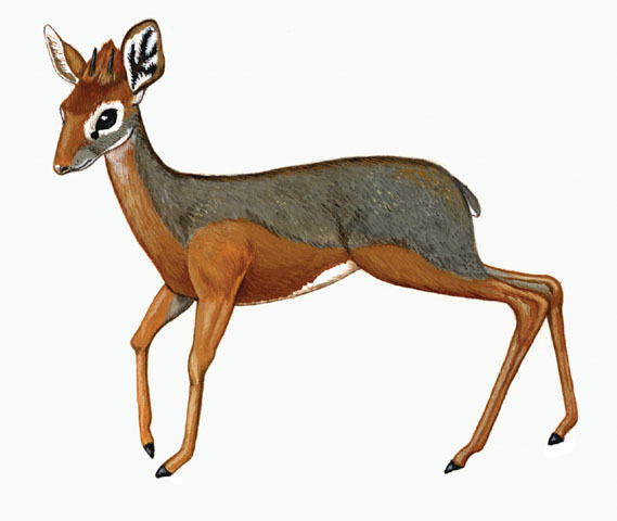 Artiodactyla