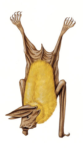 Deuterostomia