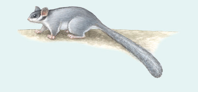 Petauridae