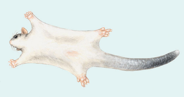 Phalangeriformes