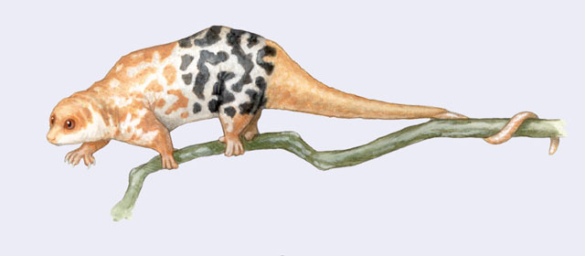 Diprotodontia