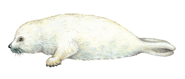 Harp Seal Diet