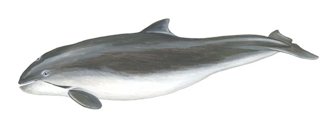 Cetacea