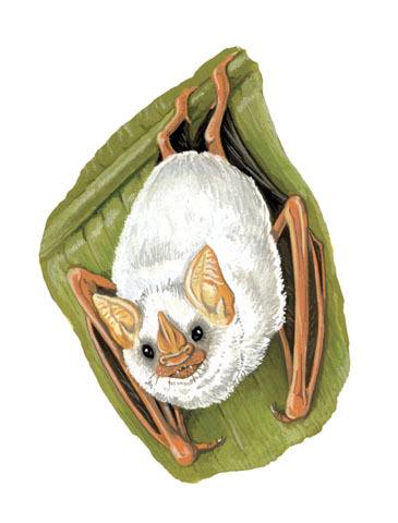 honduran ghost bat