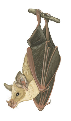 Deuterostomia