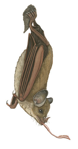 Phyllostomidae