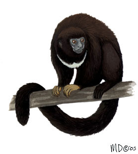 Callicebus_torquatus