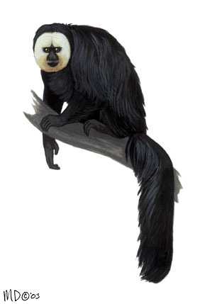 White-faced Saki