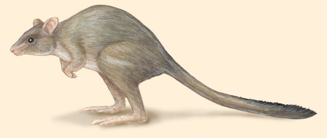 Diprotodontia