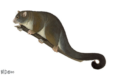 Deuterostomia