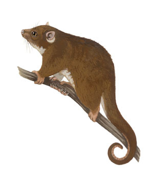 Deuterostomia