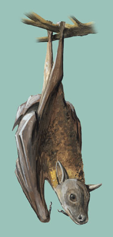 Dyacopterus spadiceus