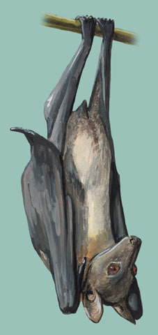 Pteropodidae