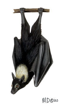 spectacled flying fox