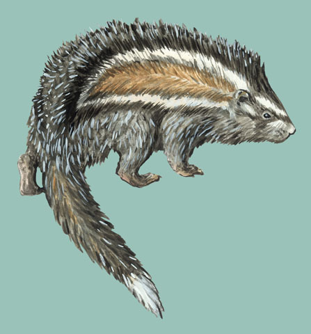 Deuterostomia