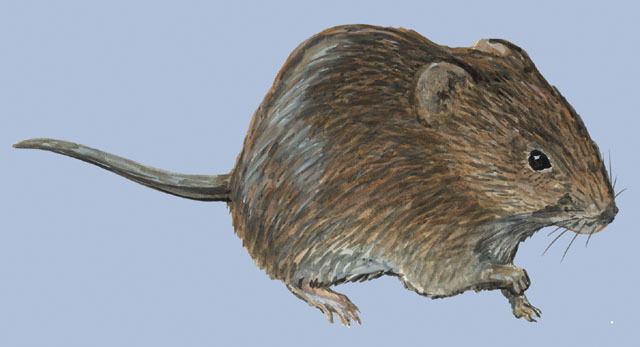 Deuterostomia