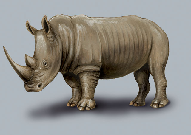 ceratotherium simum white rhinoceros