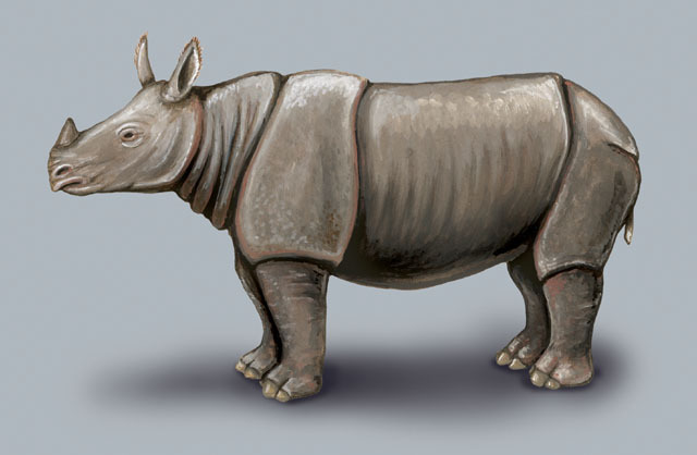 Rhinoceros