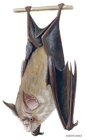 Rhinolophus blasii