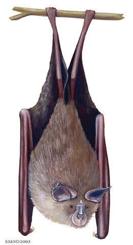 Rhinolophus capensis