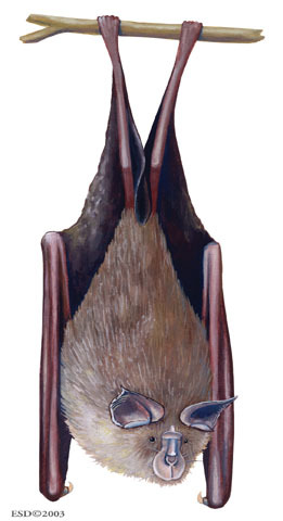 Chiroptera