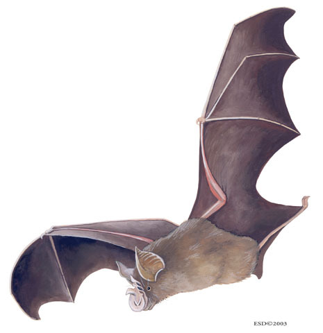 Chiroptera