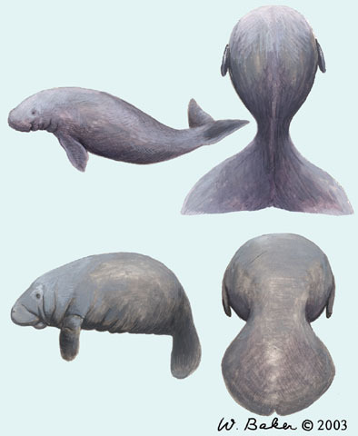 manatees classification