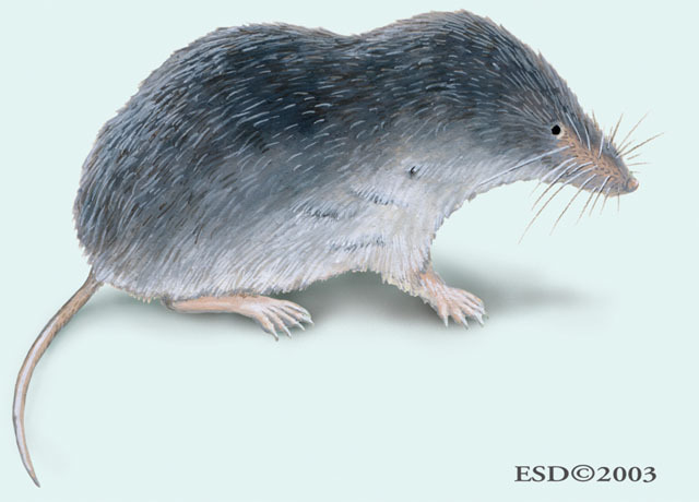 North American Least Shrew