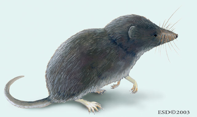 Deuterostomia