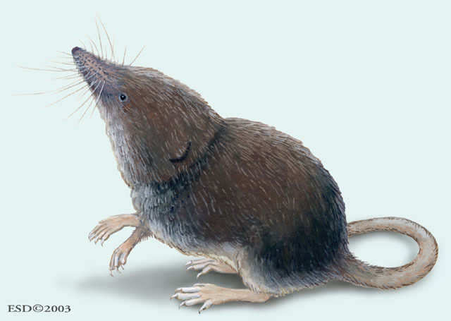 Deuterostomia