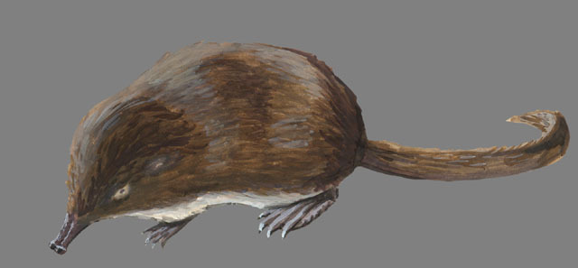 Deuterostomia