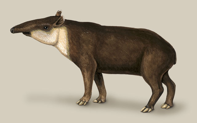 ADW: Tapirus bairdii: INFORMATION