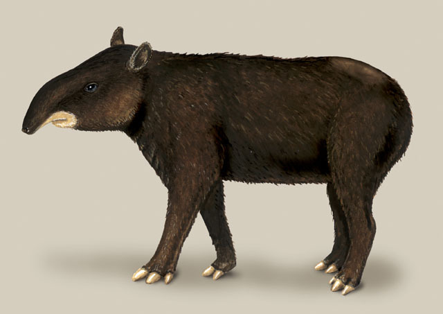 Deuterostomia