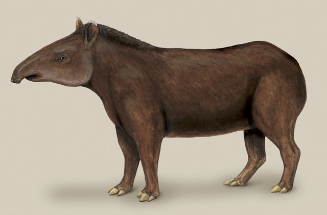 Tapirus