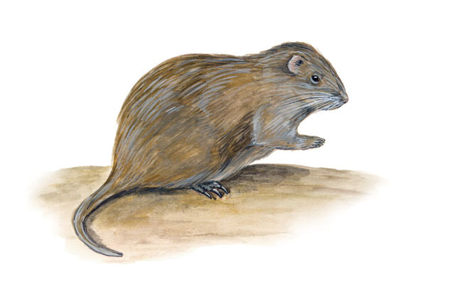 Greater cane rat - Wikipedia