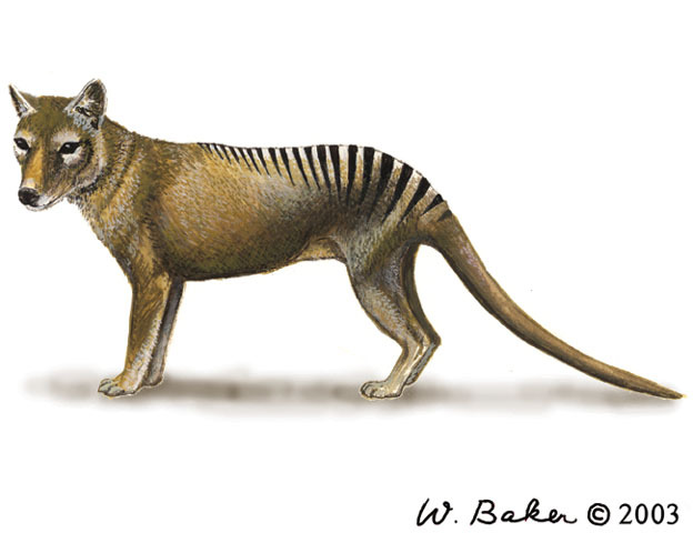 Tasmanian tiger hotsell