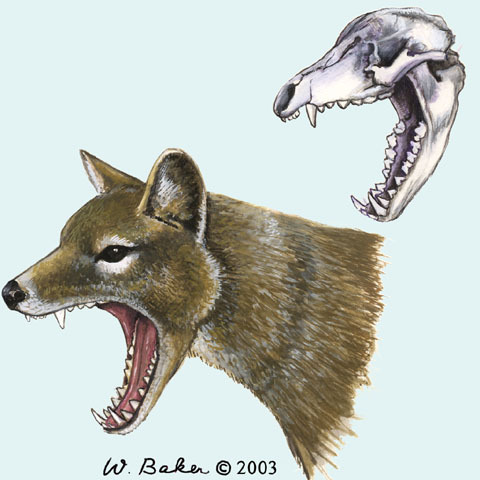 Thylacine - Simple English Wikipedia, the free encyclopedia