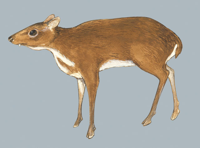 java mouse deer size