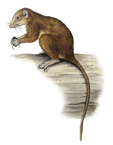 Deuterostomia