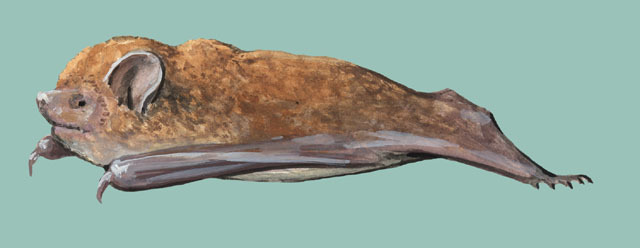 Harpiocephalus