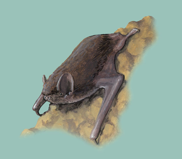 Chiroptera