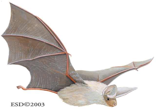 Desert Pallid Bat