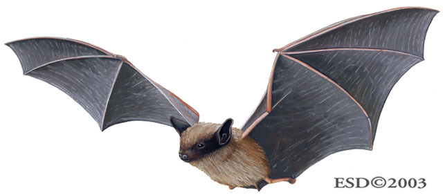 Big Brown Bat Flying