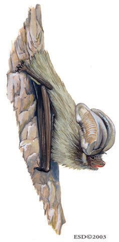 Deuterostomia