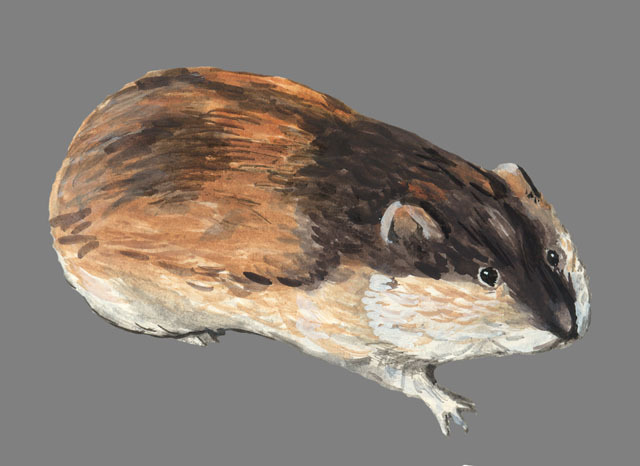 Norway lemming, rodent