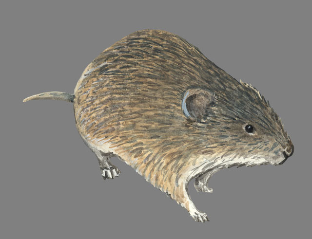 Deuterostomia