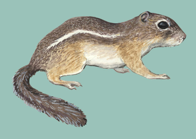 Ammospermophilus_harrisii