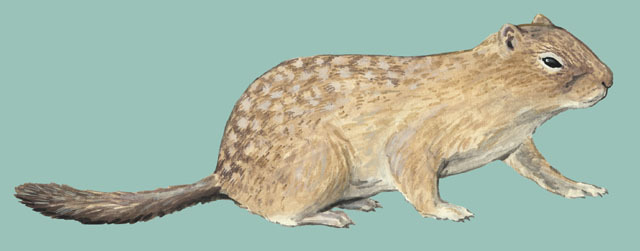 Deuterostomia