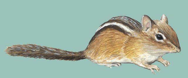 Deuterostomia